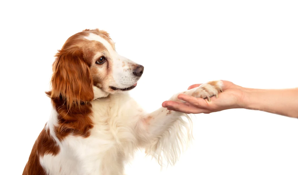 How to Protect Your Dog's Paws Year-Round dog and human hand meet