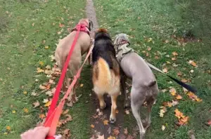 What It Really Means to Be Responsible for Someone Else’s Dog