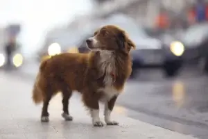 What the World Already Knows About Caring for Dogs That Canada Can Still Learn