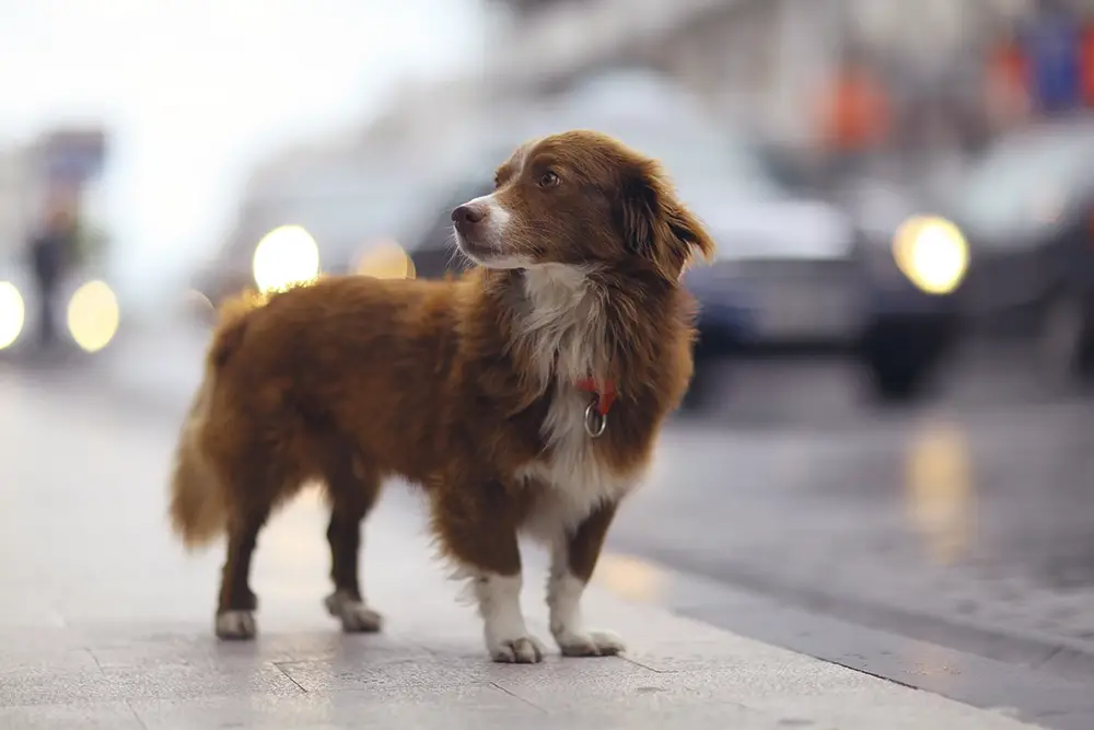 What the World Already Knows About Caring for Dogs That Canada Can Still Learn