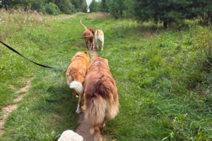 Dog Walking in York Region: Why Structure Comes First